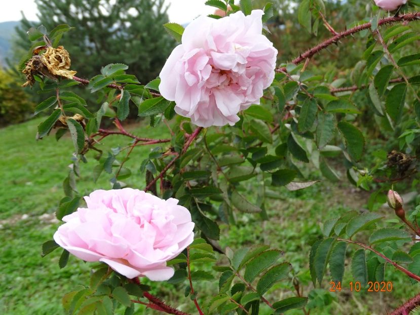 Stanwell Perpetual - Trandafiri 4