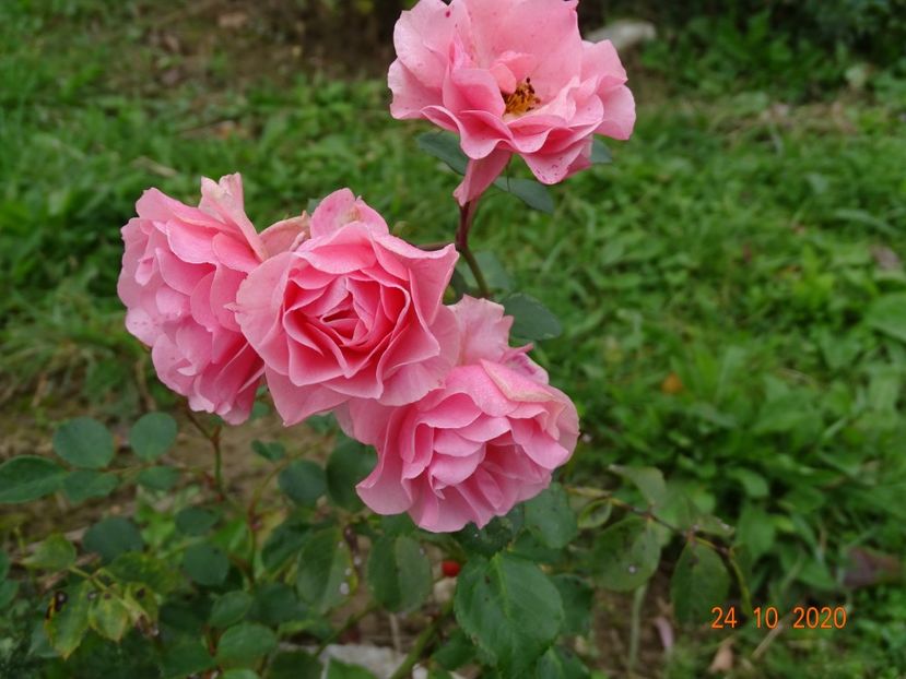 Carmen - Trandafiri 4