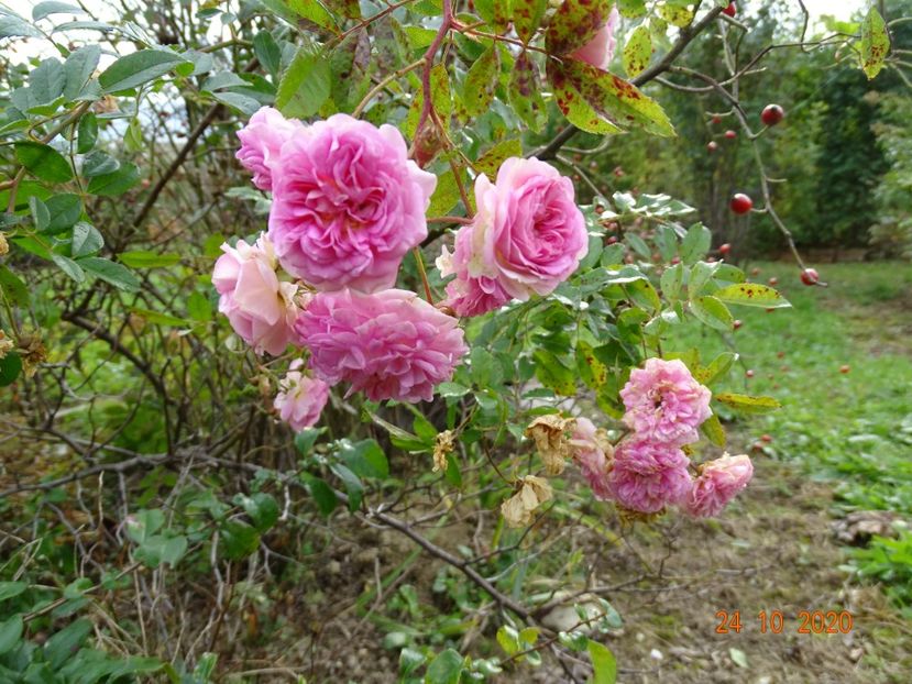 Pink Ghislaine de Feligonde - Trandafiri 4