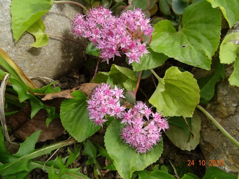  - Stancarie 2020 - inceputuri