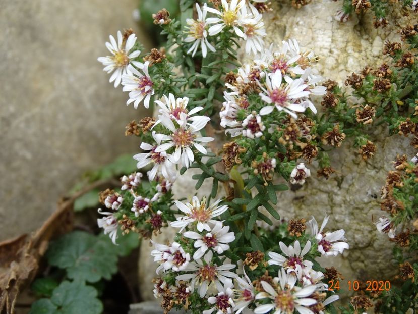  - Stancarie 2020 - inceputuri