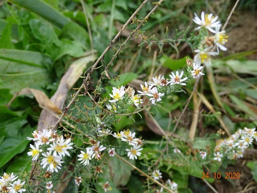 aster ericoides Schneetanne - Dobarland 2020 6