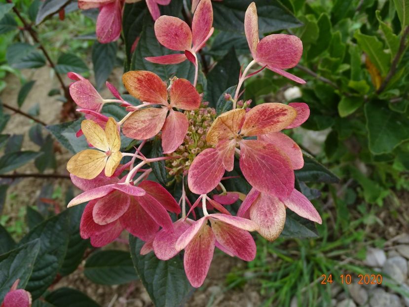 hydrangea pan. Chamaeleon - Dobarland 2020 6