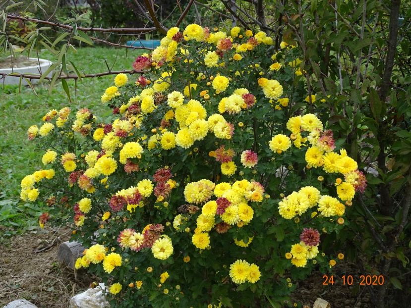 chrysanthemum Nantyderry Sunshine - Dobarland 2020 6