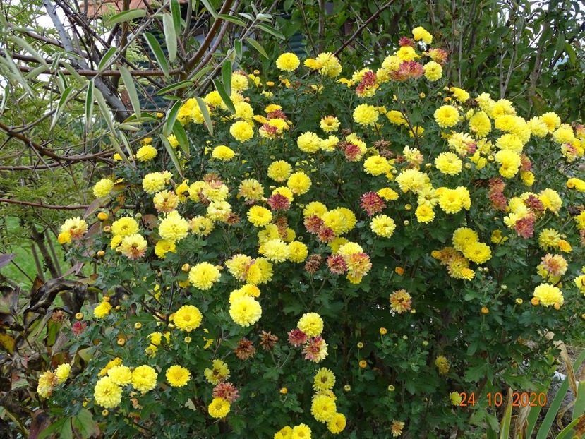 chrysanthemum Nantyderry Sunshine - Dobarland 2020 6