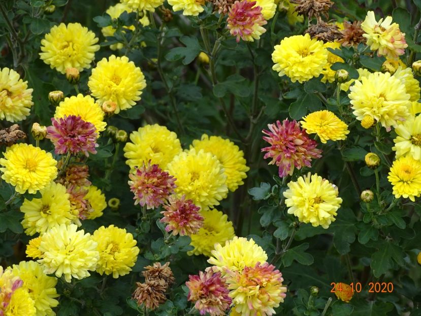 chrysanthemum Nantyderry Sunshine - Dobarland 2020 6