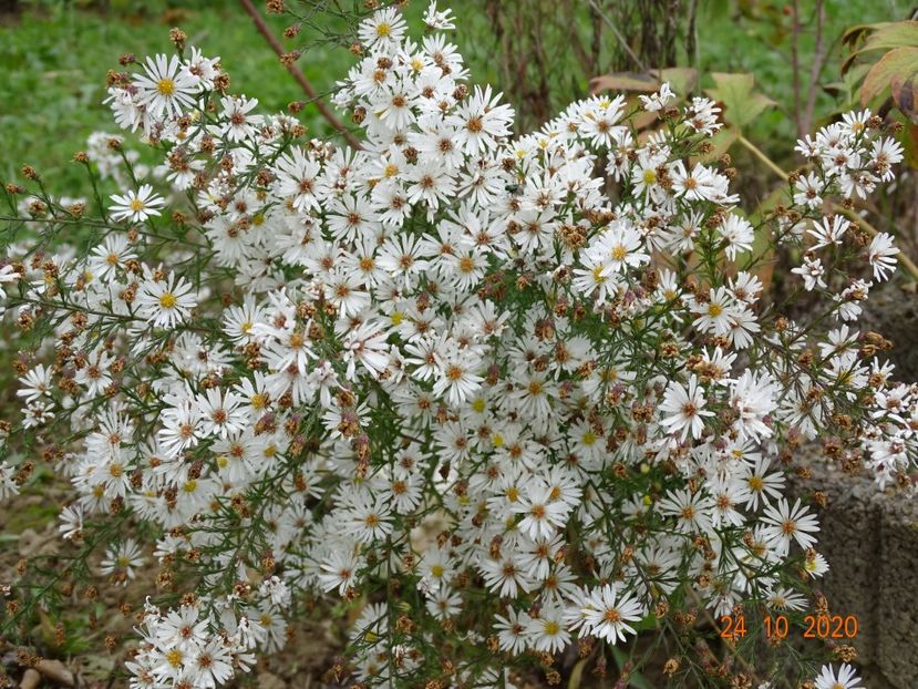 aster pringlei Monte Cassino - Dobarland 2020 6