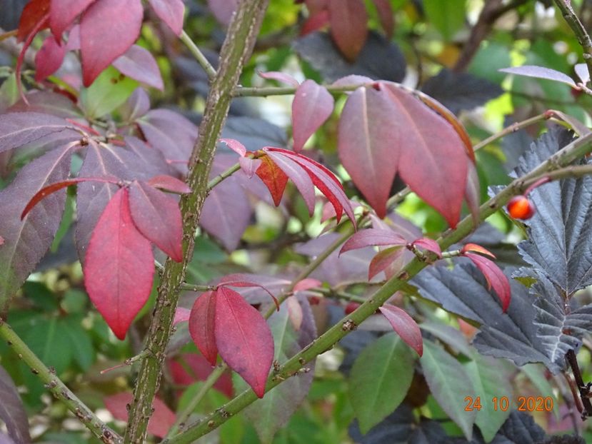 euonymus alatus Compactus - Dobarland 2020 6