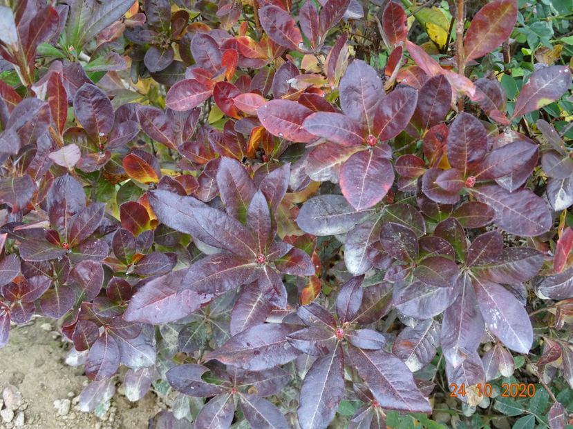 azalea Chanel - Dobarland 2020 6