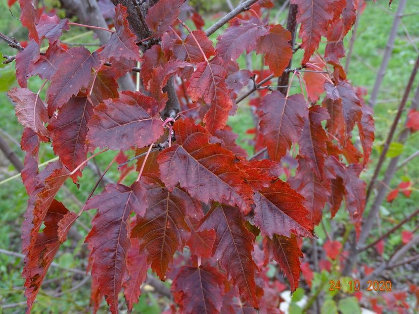 acer tataricum - Dobarland 2020 6