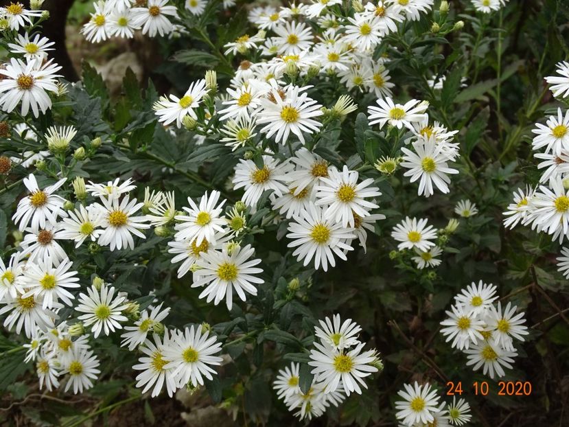 aster ageratoides Ashvi - Dobarland 2020 6