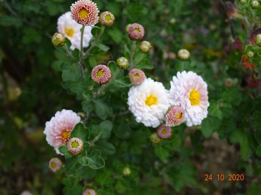 chrysanthemum Julia - Dobarland 2020 6