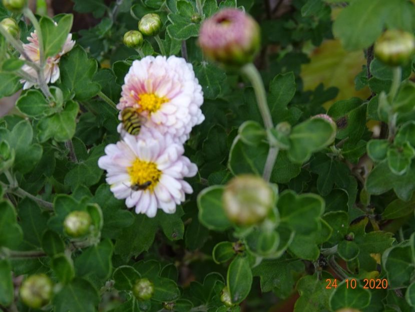 chrysanthemum Julia - Dobarland 2020 6