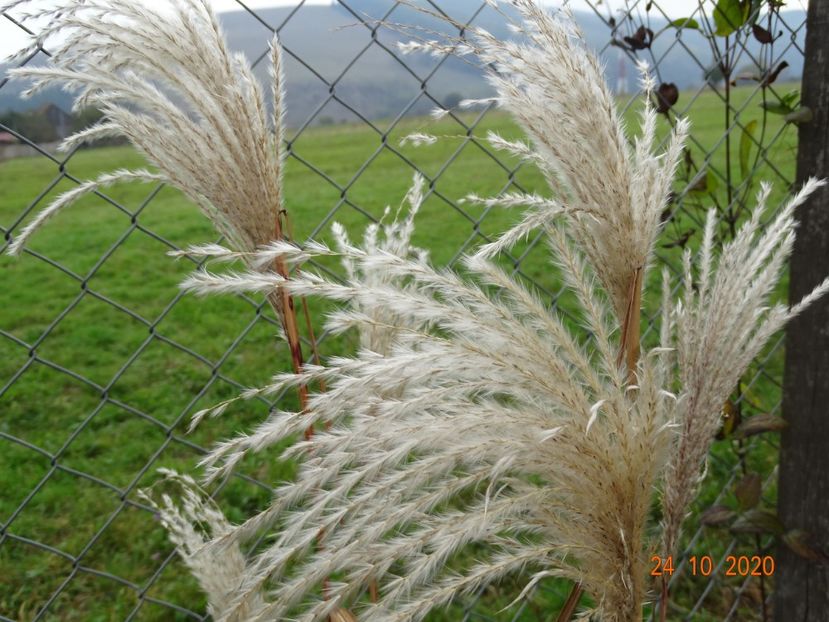 miscanthus sinensis Memory - Dobarland 2020 6