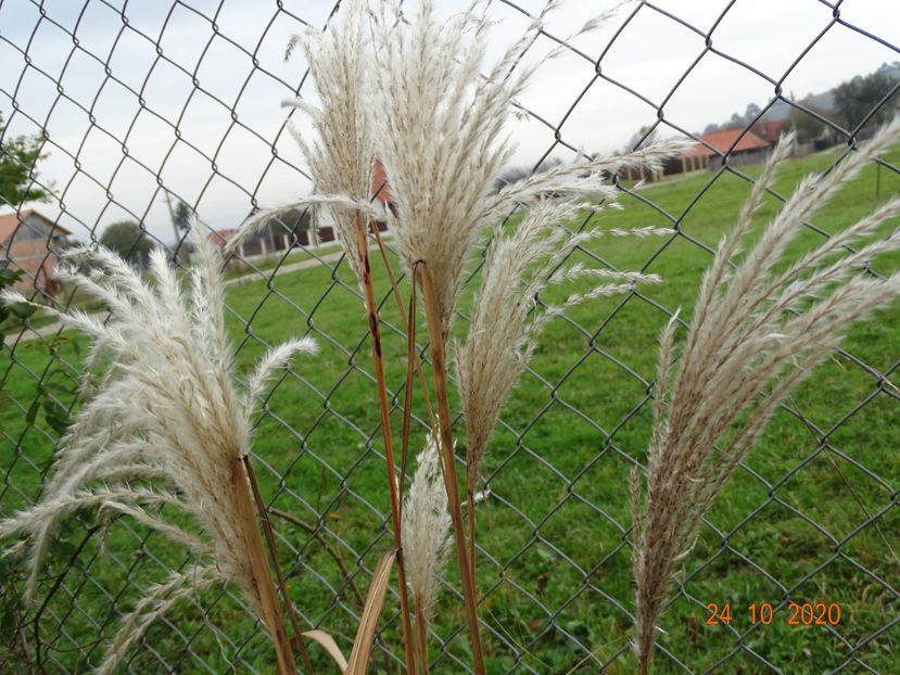 miscanthus sinensis Memory - Dobarland 2020 6