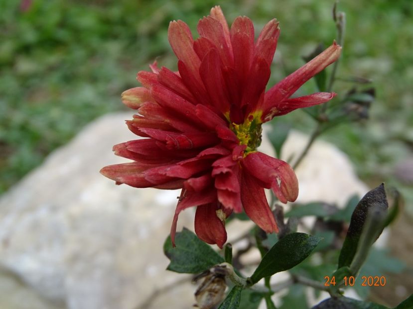 chrysanthemum Red Velvet - Dobarland 2020 6
