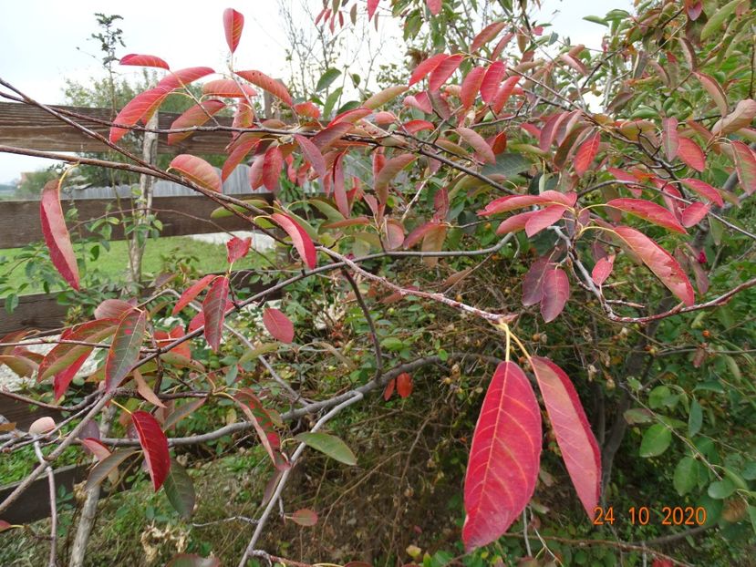 amelanchier lamarckii - Dobarland 2020 6