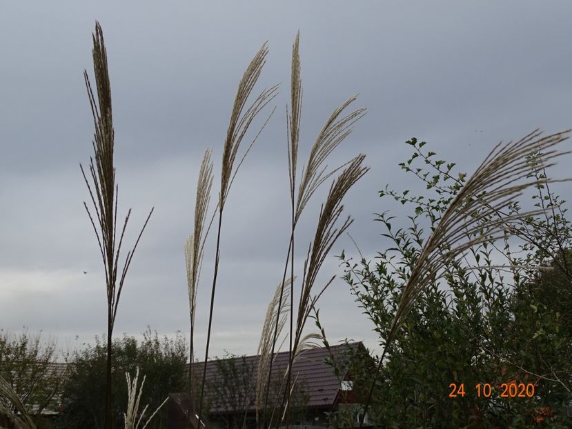 miscanthus sinensis Grosse Fontane - Dobarland 2020 6