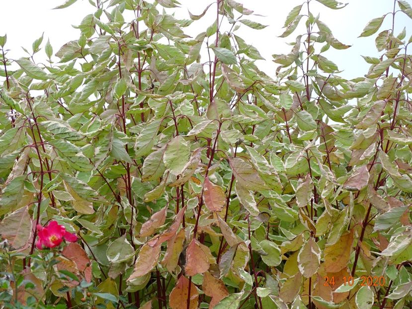 cornus alba sibirica Variegata - Dobarland 2020 6