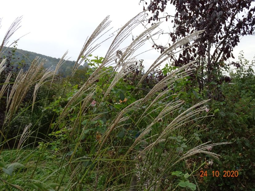 miscanthus sinensis Adagio - Dobarland 2020 6