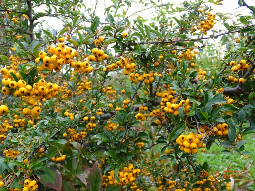 pyracantha Soleil d'Or - Dobarland 2020 6