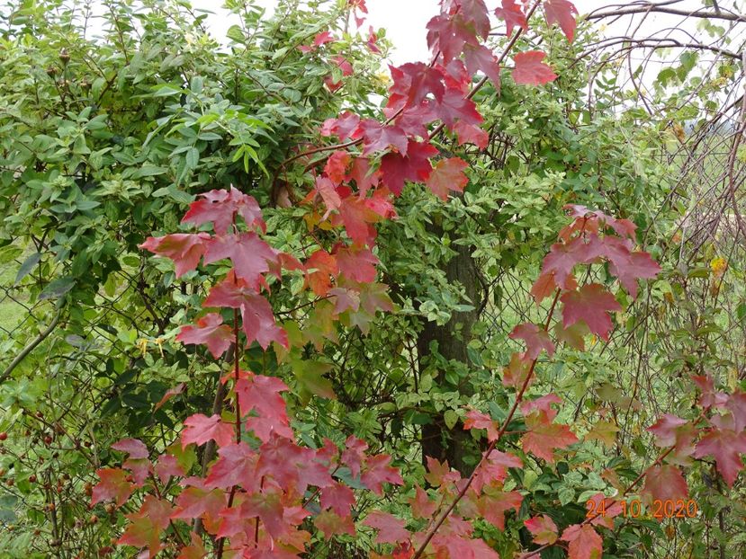 acer October Glory - Dobarland 2020 6