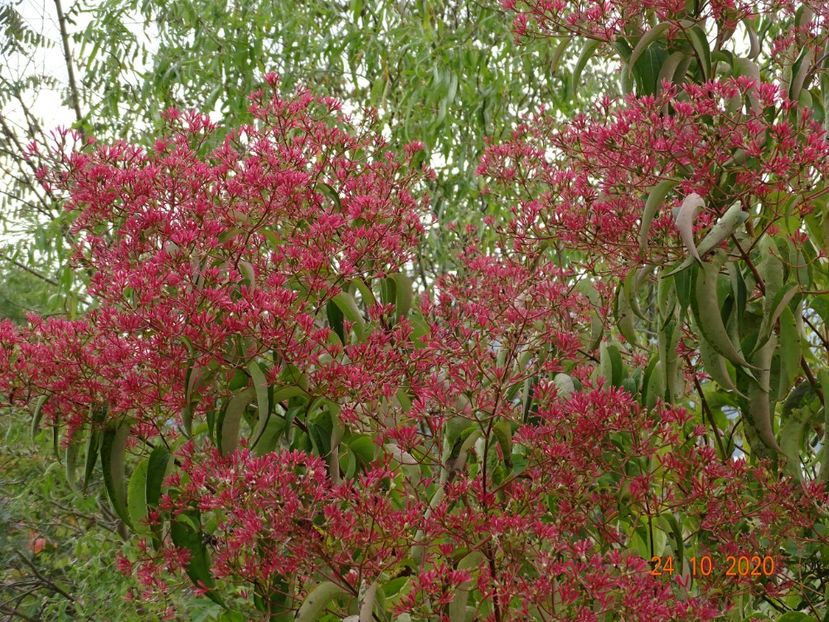 heptacodium miconioides - Dobarland 2020 6