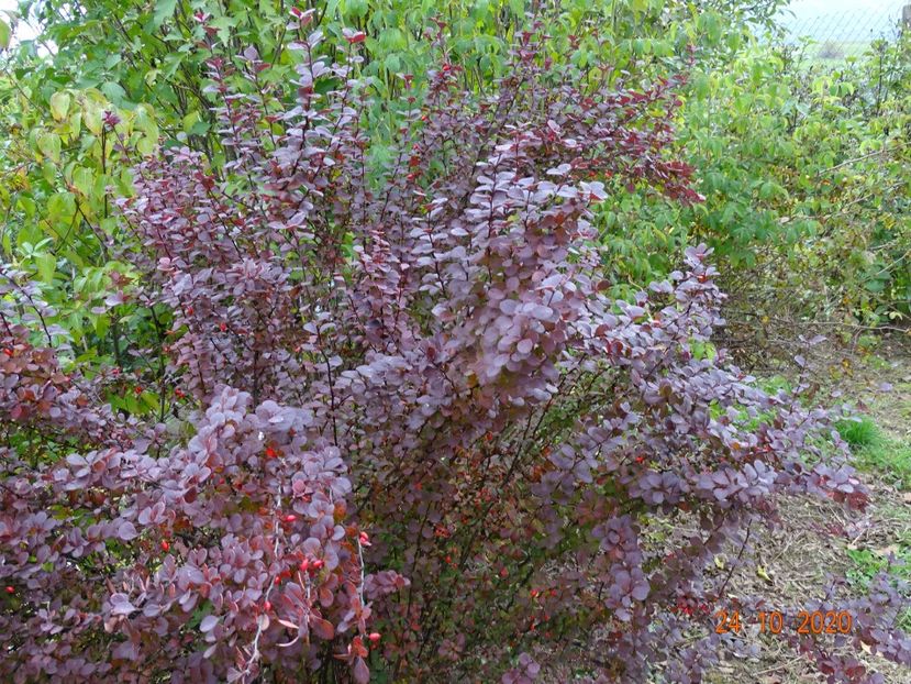 berberis Orange Rocket - Dobarland 2020 6