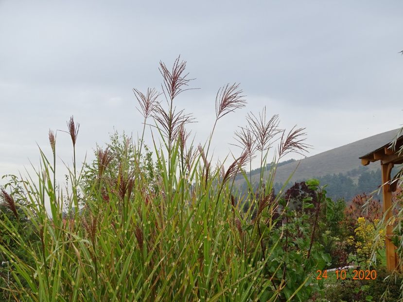 miscanthus sinensis Zebrinus - Dobarland 2020 6