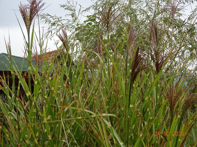 miscanthus sinensis Zebrinus - Dobarland 2020 6