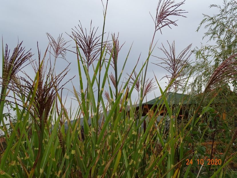 miscanthus sinensis Zebrinus - Dobarland 2020 6