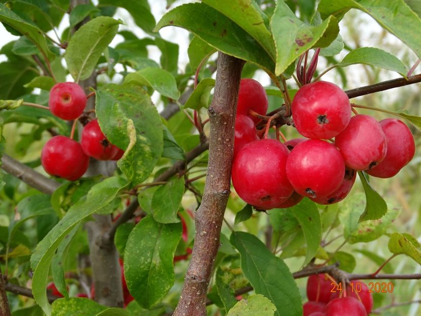 malus Red Sentinel - Dobarland 2020 6