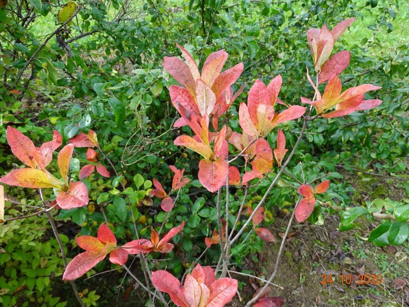 azalea Goldtopas - Dobarland 2020 6