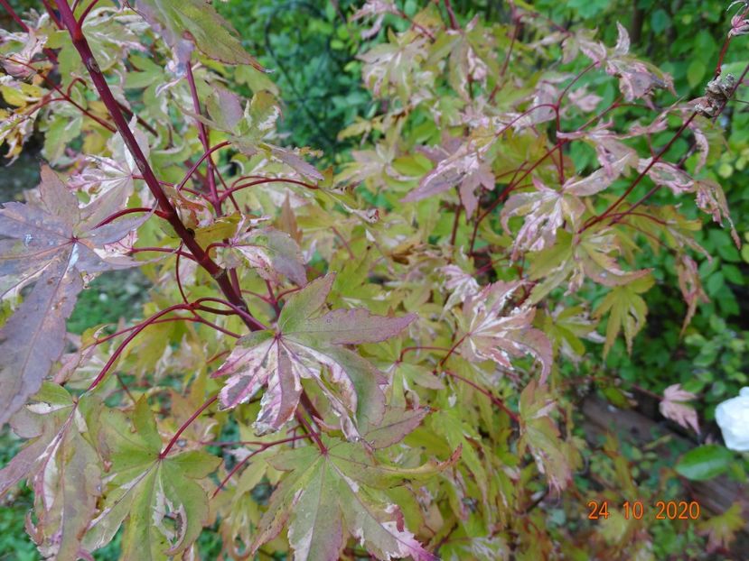 acer palm. Asahi-Zuru - Dobarland 2020 6