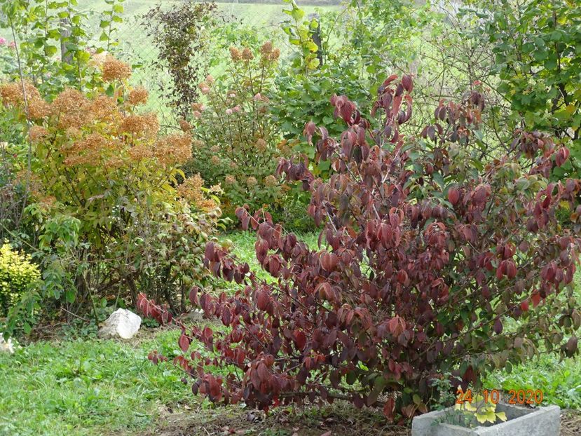 viburnum tomentosum - Dobarland 2020 6