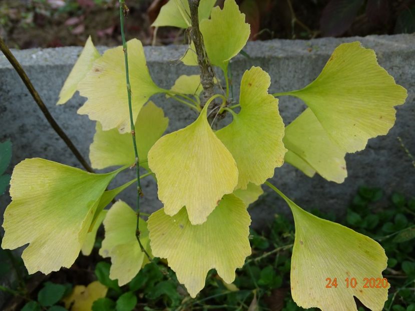 gingko biloba - Dobarland 2020 6