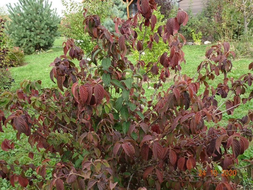 viburnum tomentosum - Dobarland 2020 6