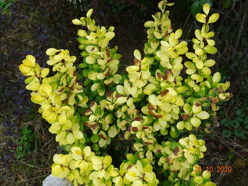 berberis Golden Rocket - Dobarland 2020 6