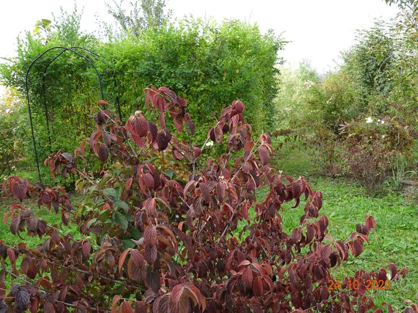 viburnum tomentosum - Dobarland 2020 6