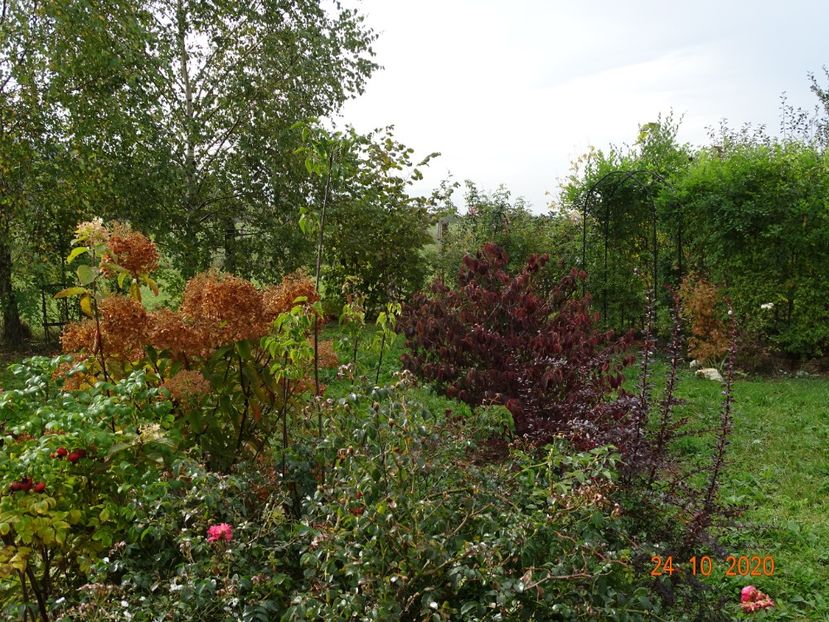 hydrangea pan. Phantom, viburnum tomentosum - Dobarland 2020 6