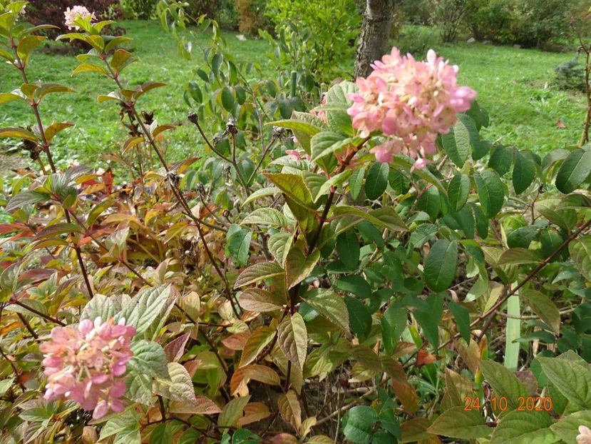 hydrangea pan. Polar Bear - Dobarland 2020 6