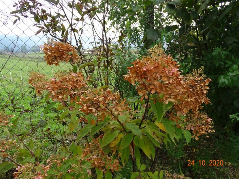 hydrangea pan. Limelight - Dobarland 2020 6