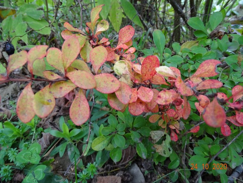 berberis Diabolicum - Dobarland 2020 6