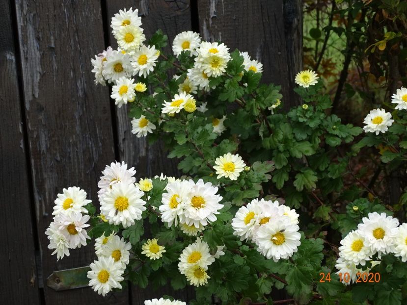 chrysanthemum Poesie - Dobarland 2020 6