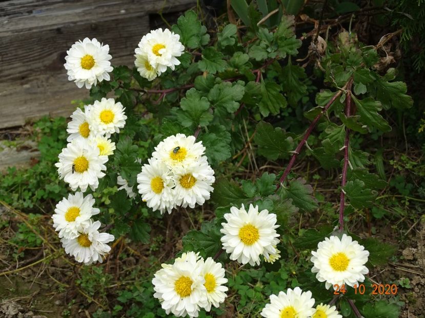chrysanthemum Poesie - Dobarland 2020 6