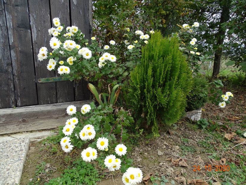 chrysanthemum Poesie - Dobarland 2020 6