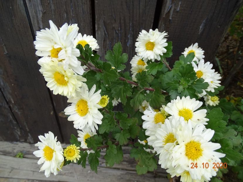 chrysanthemum Poesie - Dobarland 2020 6