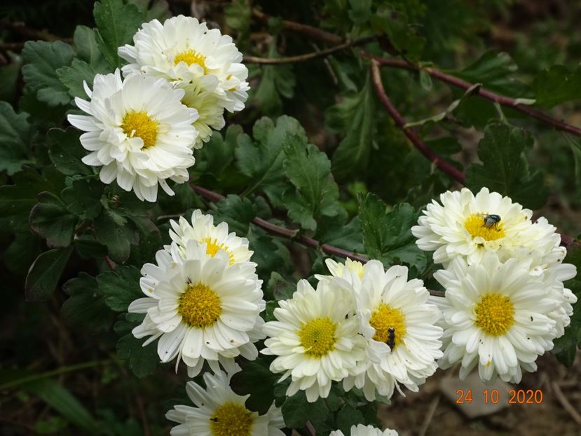 chrysanthemum Poesie - Dobarland 2020 6