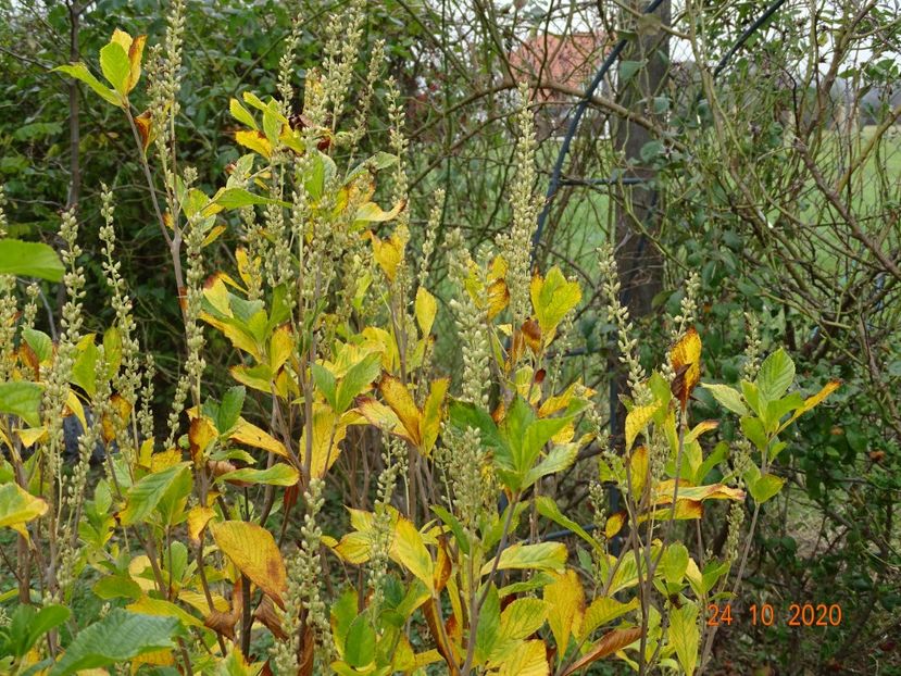 clethra alnifolia - Dobarland 2020 6