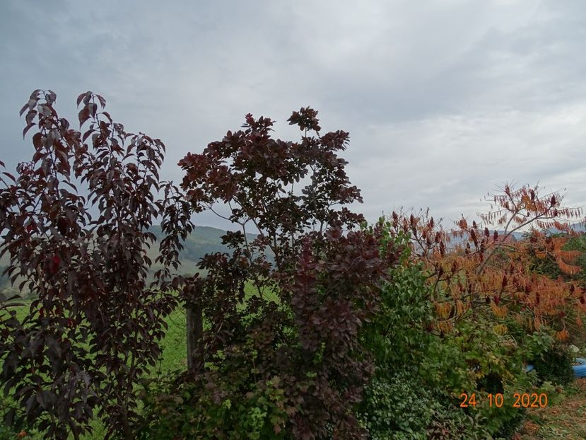 cotinus coggyria Royal Purple, rhus typhina - Dobarland 2020 6